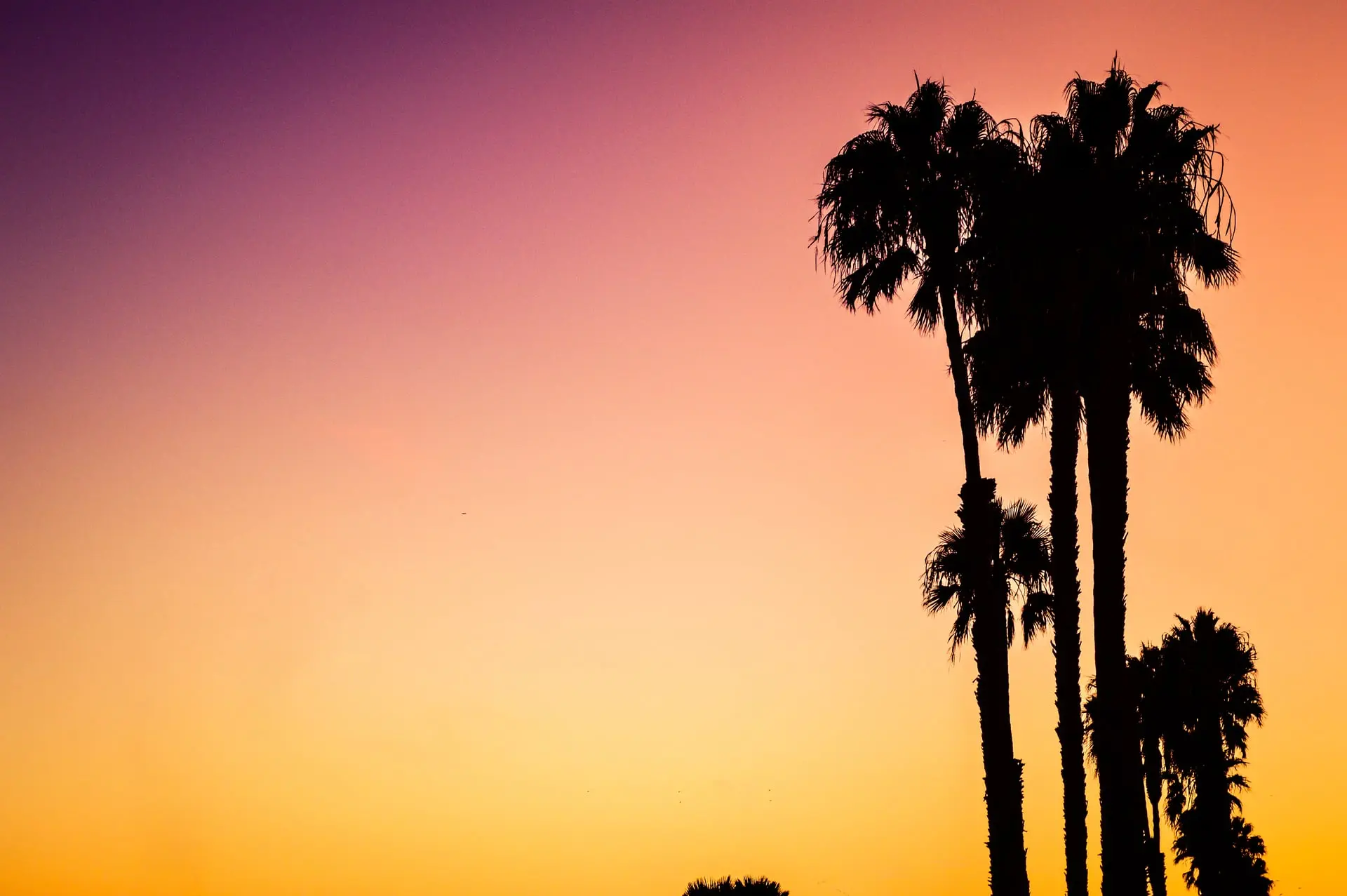 Silhouettes de palmiers de Venice Beach à contre-jour dans la lumière dorée du couchant, Los Angeles