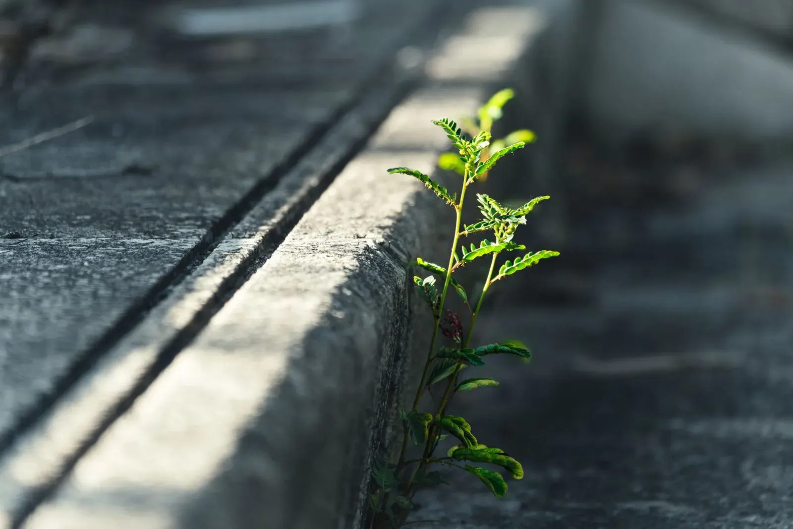 Plante sauvage qui pousse au pied d'une bordure en béton, le long d'une rainure, lumière rasante